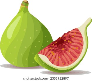 Fresh Fig Calimyrna Fig White Fig Hand Drawn Vector Illustration Set Isolated