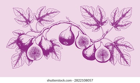 Fresh fig fruit on branch with leaves line art vintage vector illustration, fig, fruit, branch, leaf, botanical, line-art, vintage, icon, symbol