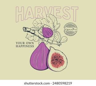 fresh fig fruit vector label or logo, fig vintage hand drawn illustration, fruits poster design, tropical fresh fruits t shirt design, graphic print