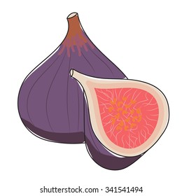 Fresh figs on a white background. Vector illustration