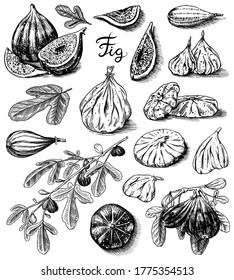 Juego de higos frescos. Especie desconcertante. Fruta seca, trozos cortados. Foliage, planta y rama. Esbozo grabado a mano para etiqueta, afiche o menú. 