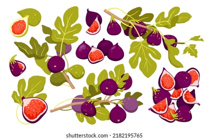 Fresh figs vector illustration. Cartoon isolated botanical plants collection with whole and sliced tropical fruit, tree branch with ripe figs and green leaves, exotic sweet food and summer harvest