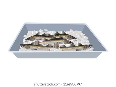 Fresh fish lies in the tray of ice. Vector illustration isolated on white background