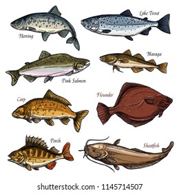 Fresh fish and seafood animals isolated sketch icons. Salmon, perch and trout, carp, flounder and sheatfish, herring and navaga symbols for fishing sport, restaurant menu and fish market design