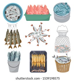 Fresh fish vector raw sea salmon trout pike in net seafood illustration fishing market. Set of marine food wild perch in bucket isolated on white background.