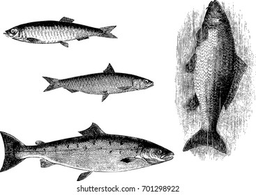 fresh fish.Delicacy fish.Fish illustration.sea food