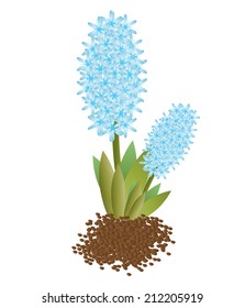 Fresh flowers blue hyacinths. Green concept