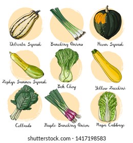 Fresh food. Set of colored vegetables. Delicata Squash, Bunching Onions, Anaheim Peppers, Zephyr Summer Squash, Yellow Zucchini, Collards line drawn on a white background. Vector illustration.