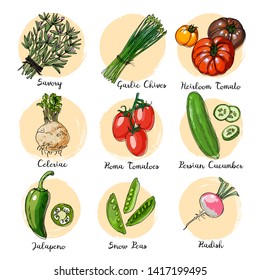 Fresh food. Set of colored vegetables.    Persian Cucumber, Jalapeno, Roma Tomatoes, Heirloom Tomato, Savory, Garlic Chives, Celeriac, Anaheim Peppers line drawn on a white background. Vector