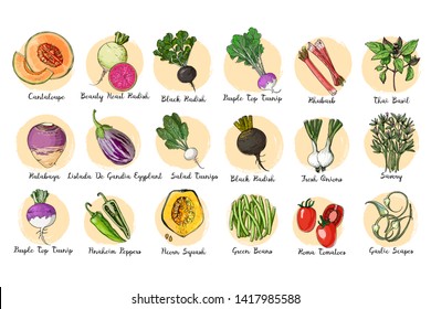 Fresh food. Set of colored vegetables.    Acorn Squash, Cantaloupe, Eggplant, Salad Turnips, Purple Top Turnip, Cabbage, Black Radish, Green Beans, Thai Basil, Roma Tomatoes, Fresh Onions line drawn