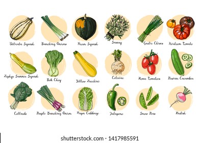 Fresh food. Set of colored vegetables. Delicata Squash, Bunching Onions, Anaheim Peppers, Zephyr Summer Squash, Yellow Zucchini, Collards line drawn on a white background. Vector illustration.