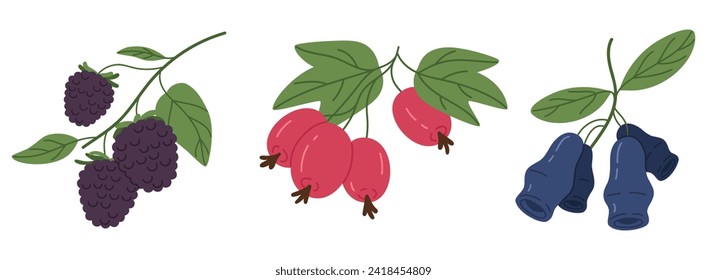 Fresh forest berries. Edible juicy berrieblackberry, rosehip and honeysuckle flat vector illustration set. Juicy berries collection