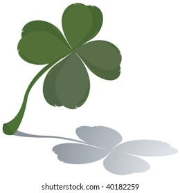 Fresh four leaf clover with reflection