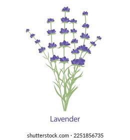 Fresh fragrant Lavender flowers bouquet. Isolated on a white background. Vector illustration.