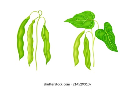 Fresh french green beans set. Organic green bean pods, peas pods vector illustration