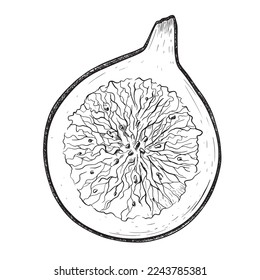 Frische Fruchthälfte, Vektorgrafik einzeln auf Skizze.