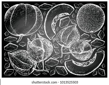 Fresh Fruit, Illustration Background of Hand Drawn Sketch of Muskmelon or Cantaloupe and Muskmelon and Cape Gooseberry on Black Chalkboard.