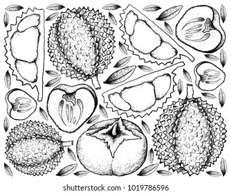 Fresh Fruit, Illustration Background of Hand Drawn Sketch Ripe and Sweet Kaki or Persimmon and Durian.