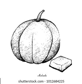 Fresh Fruit, Illustration Hand Drawn Sketch of Muskmelon, Cantaloupe, Mushmelon, Rockmelon, Sweet Melon or Spanspek Isolated on White Background.