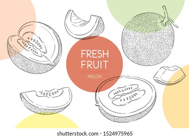 Fresh fruit illustrations collection isolated. Melon set vector drawing, organic food hand drawn, peel melon and sliced pieces with colour circle on white background