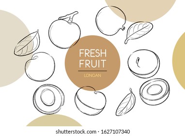 Fresh fruit illustrations collection isolated. Longan set vector drawing, organic food hand drawn, peel longan and leaves with color circle on white background