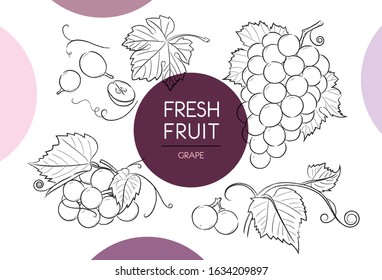 Fresh fruit illustrations collection isolated. Grapes set vector drawing, organic food hand drawn, grapes leaves and sliced pieces with purple circle on white background