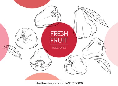 Fresh fruit illustrations collection isolated. Rose apple set vector drawing, organic food hand drawn, rose apple and sliced pieces with red circle on white background