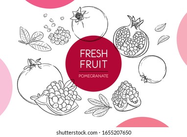 Fresh fruit illustrations collection isolated. Pomegranate set vector drawing, organic food hand drawn, pomegranate and sliced pieces with red circle on white background