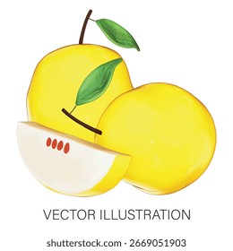 Fresh Fruit Quandong 3D Vector Illustration on white background