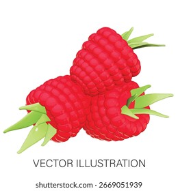 Fresh Fruit Rasberry 3D Vector Illustration on white background