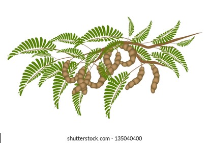 Tamarind Plant Images Stock Photos Vectors Shutterstock