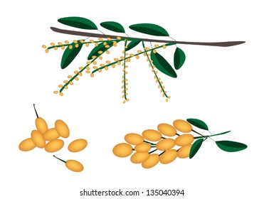 Fresh Fruits, An Illustration Collection of Yellow Fresh Burmese Grape or Baccaurea Ramiflora and Green Leaves with A Bunch