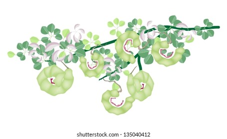 Fresh Fruits, An Illustration Fresh Green Ripening Pods of Manila Tamarind or Pithecellobium Dulce Benth with Green Leaves Hanging on Tree Branch