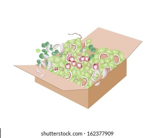 Fresh Fruits, An Illustration of Fresh Green Ripening Pods of Manila Tamarind or Pithecellobium Dulce Benth in A Cardboard Box, Ready for Shipping or Delivery. 