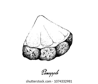 Fresh Fruits, Illustration of Hand Drawn Sketch Delicious Fresh Yellow Pineapple or Ananas Comosus Fruits Isolated on A White Background. High in Vitamin A and C with Dietary Fiber.
