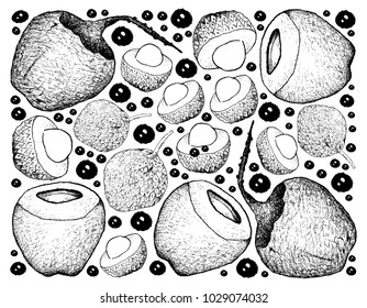 Fresh Fruits, Illustration Wallpaper Background of Hand Drawn Sketch Fresh Lychee and Coconut Fruits.