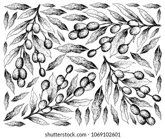 Fresh Fruits, Illustration Wallpaper Background of Hand Drawn Sketch Fresh Brazil Plum, Imbu, Umbu and Spondias Tuberosa Fruits.
