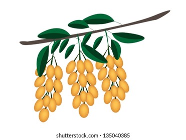 Fresh Fruits, An Illustration of Yellow Fresh Burmese Grape or Baccaurea Ramiflora and Green Leaves Hanging on Tree Bunch