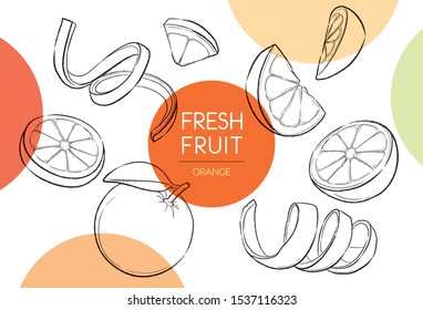 Fresh fruits illustrations collection isolated. Orange set vector drawing, organic food hand drawn, Orange peel spiral and sliced piece with color circle on white background