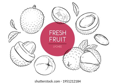 Fresh fruits illustrations collection isolated. Lychee set vector drawing, organic food hand drawn, Lychee and  peel on white background