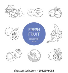 Colección aislada de ilustraciones de frutas frescas. Mezclar el dibujo vectorial del conjunto de frutos, extraído a mano de alimentos orgánicos, Vol.3