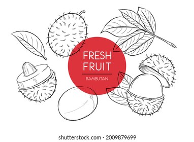 Fresh fruits illustrations collection isolated. Rambutan set vector drawing, organic food hand drawn, Rambutan fruit and sliced piece with color circle on white background