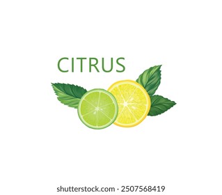 Fresh fruits with mint leaves. Fresh orange,mandarine sliced pieces. Vector colorful citrus food background with fruits juice drink.