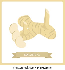 Fresh galangal root with stems., vegetable vector illustration. Healthy food single object.