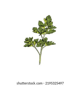 Fresh garden parsley branch with leaves, hand drawn sketch vector illustration isolated on white background. Cilantro or coriander herb with engraving texture. Concepts of healthy food and gardening