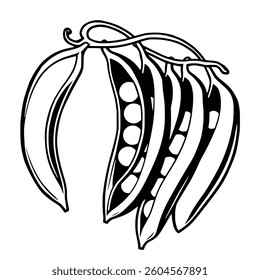 Fresh Garden Peas in Pods Line Art Illustration