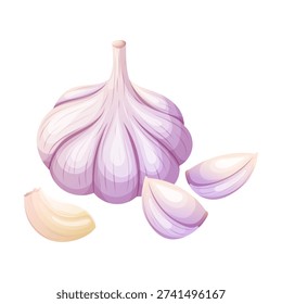 Fresh garlic bulb with cloves vector