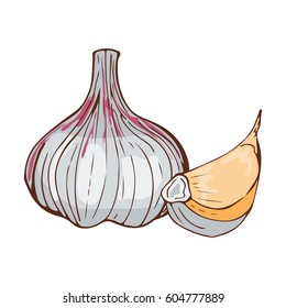 Fresh garlic bulb seasoning hand drawn style food on white background organic natural vegetable ripe spice and vegetarian ingredient vector illustration.