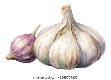 Fresh garlic bulb, vibrant watercolor style, culinary ingredient, healthy cooking, organic produce, kitchen decor.