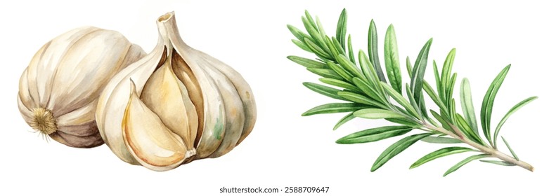 Fresh garlic bulbs, aromatic rosemary sprigs, botanical illustration, culinary herbs, natural ingredients, healthy cooking.